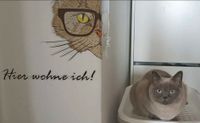 Katze vermisst!!!! Nordrhein-Westfalen - Leverkusen Vorschau