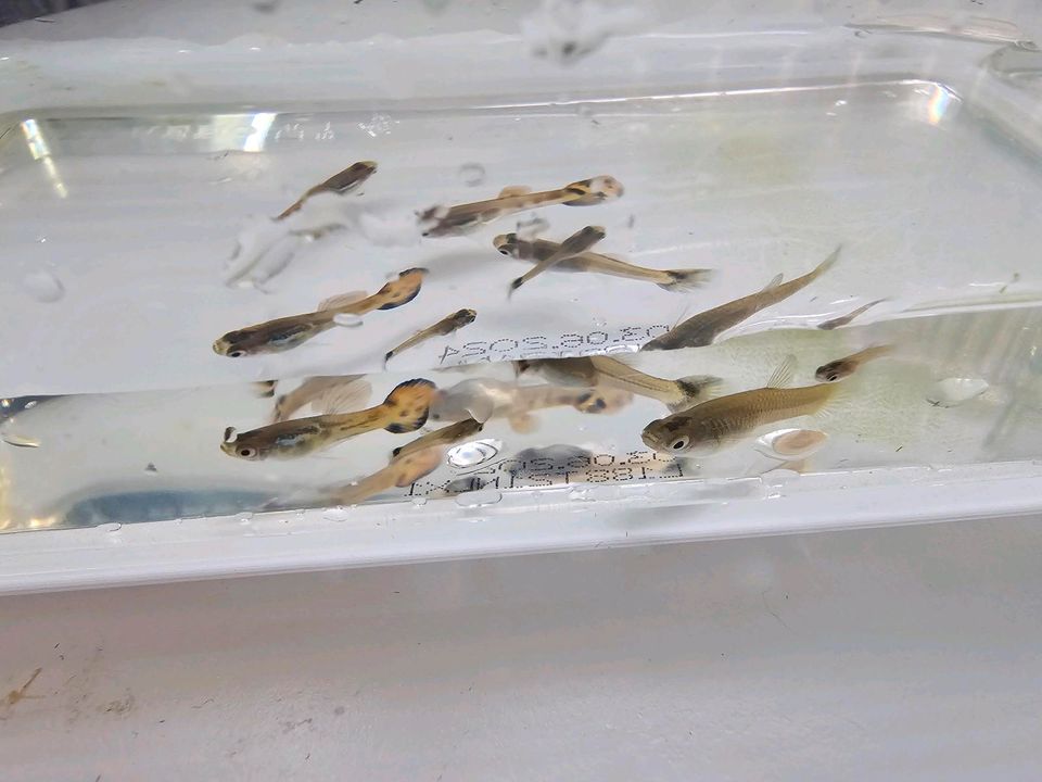 Guppys Fische Aquarium Moos in Wiesbaden