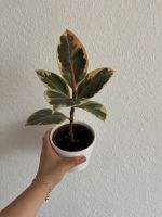 Gummibaum Zimmerpflanze Ficus Elastica MIT Topf Stuttgart - Stuttgart-Nord Vorschau