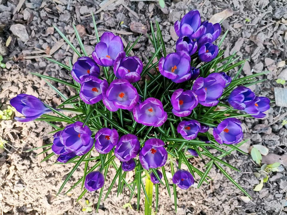 Garten in 55559 Bretzenheim gesucht in Bretzenheim