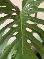 Monstera Deliciosa Fensterblatt Baden-Württemberg - Neuhausen ob Eck Vorschau