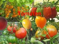 selbst gezogene Tomatenpflanzen Thüringen - Weimar Vorschau