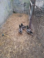 Verk wild Enten Brandenburg - Pritzwalk Vorschau