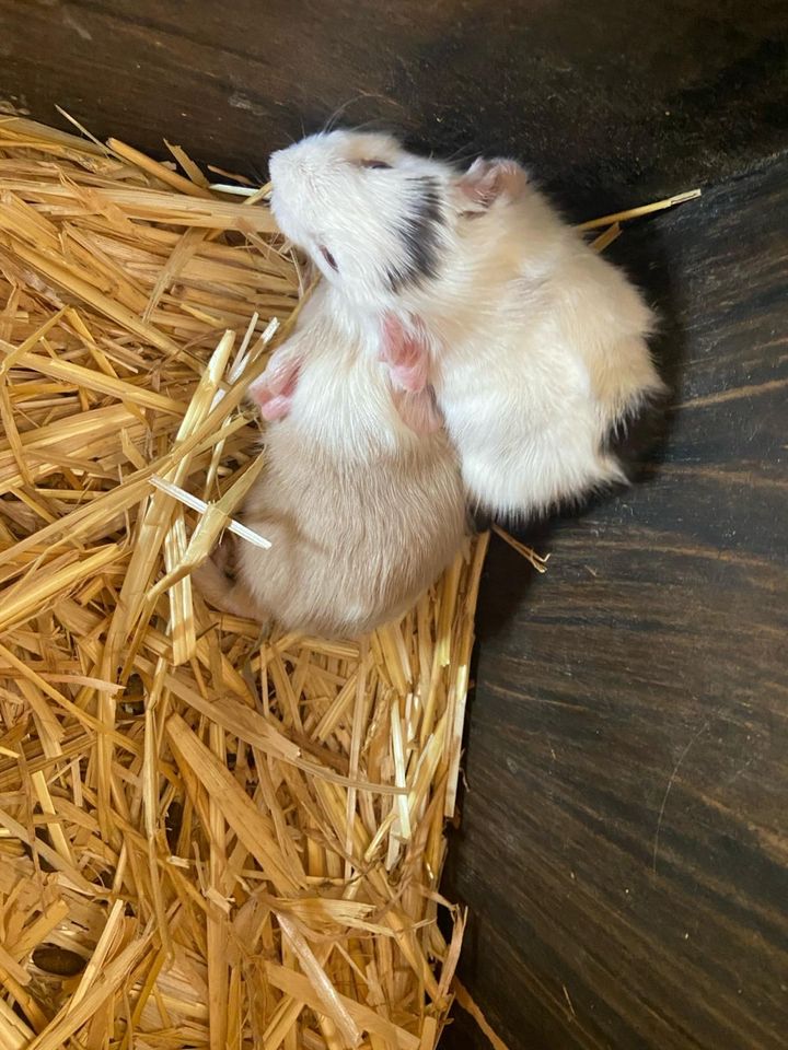 Meerschweinchen, Meeris, Weibchen +Männchen in Georgsmarienhütte