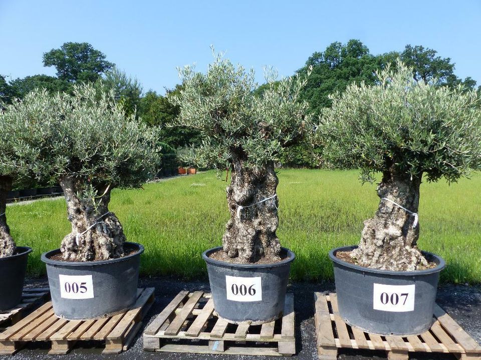 100 Jahre Olivenbaum Olive 200 - 250 cm, Olea Europaea in Goch