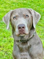 silberner Labrador, Rüde (kastriert), 2 J. - für Hundeerfahrene Kreis Ostholstein - Neustadt in Holstein Vorschau