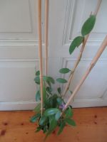 Hoya aff. pubifera Philippines IML1301, mehrjährige Pflanze Sachsen - Seifhennersdorf Vorschau