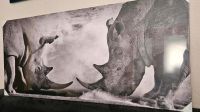 Nashorn Duell Leinwandbild  Panorama 140x60, Bild Nordrhein-Westfalen - Herne Vorschau