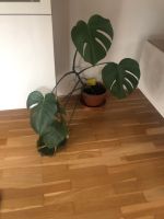 Monstera Pflanze + Topf Essen - Essen-Ruhrhalbinsel Vorschau