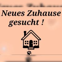Haus zur Miete gesucht Brandenburg - Cottbus Vorschau