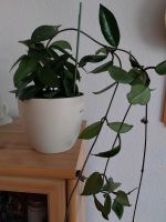 Kräftige Hoya / Wachsblume / Porzellanblume (ohne Übertopf ) Brandenburg - Potsdam Vorschau