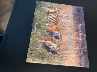 Bildband Wild India von Axel Gomille, Buch Indien, Tierwelt Schleswig-Holstein - Bargteheide Vorschau