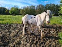 Tinker Wallach, Freizeitpferd, #8 Jahre#1,45 groß# Niedersachsen - Neustadt am Rübenberge Vorschau