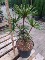 Japan. Schirmtanne Sciadopitys verticillata Sternschnuppe 45-55cm Nordrhein-Westfalen - Nordkirchen Vorschau