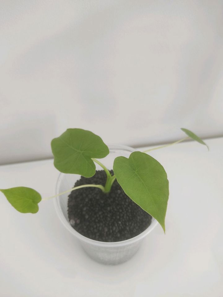 Alocasia Gageana Jungpflanze in Lehrte