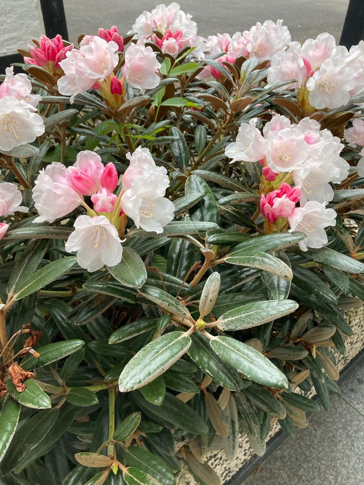Rhododendron Yakushimanum ‚Edelweiß‘ Rosa Weiß in Hiddenhausen