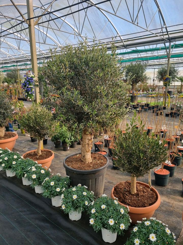 XXL Olivenbäume 'Oleander europaea' für 399€ - Direkt vom Gärtner! in Bad Zwischenahn