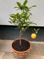 Zitronen-Pflanze, Citrus limon Meyeri mit essbarer Frucht Düsseldorf - Friedrichstadt Vorschau