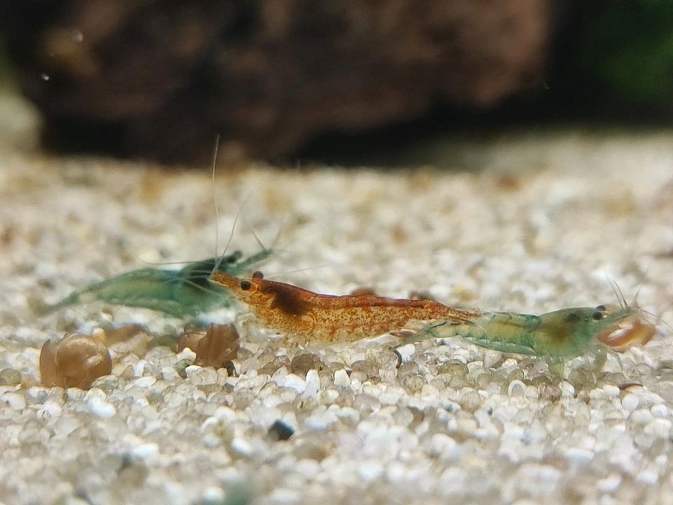 ⭐ Neocaridina Garnelen 0,70€  Bunte Truppe in Hamburg