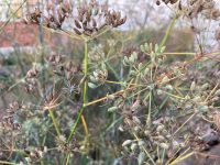 Gewürzfenchel winterhart mehrjährig aus Biogarten Brandenburg - Fürstenwalde (Spree) Vorschau