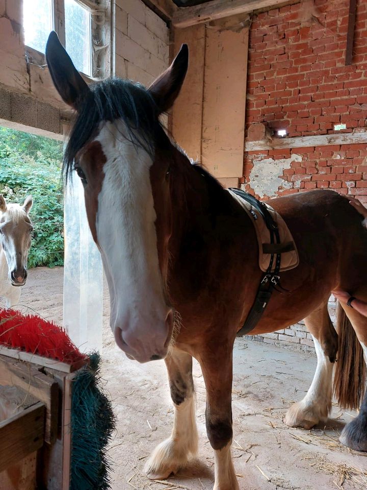 Shire Horse Wallach in Selmsdorf