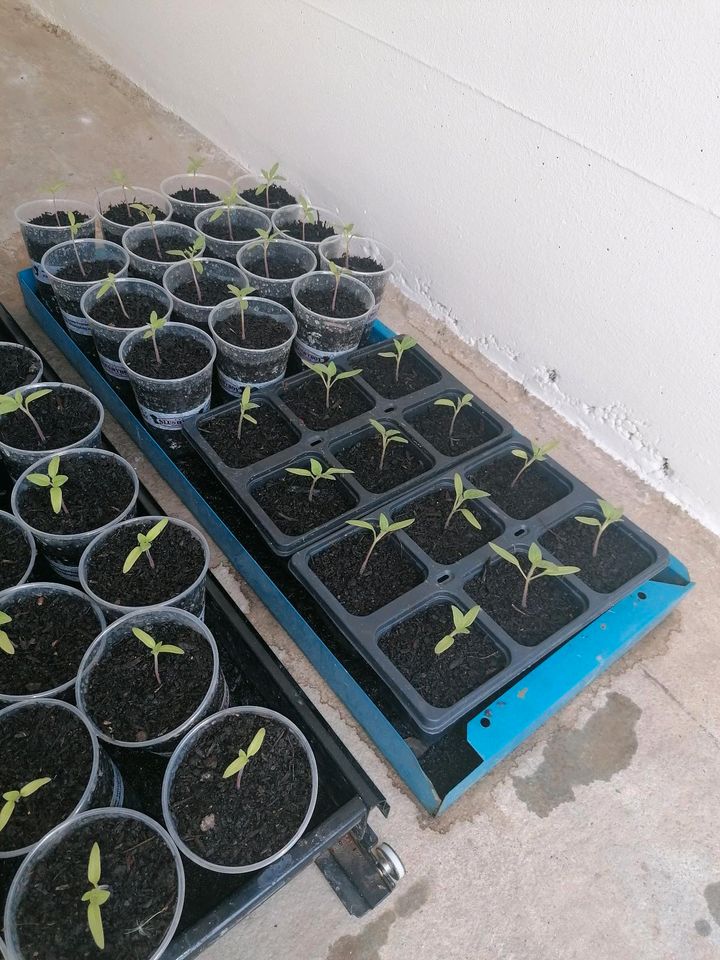 Tomaten und paprikaflanzen! in Müllheim