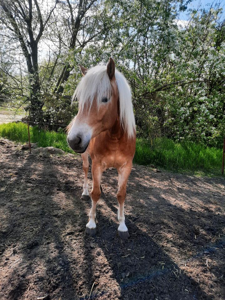 Haflinger Stute 2J. /wird groß in Arzberg