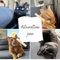 Liebevolle Katzensitterin-Katzenbetreuung Niedersachsen - Norden Vorschau