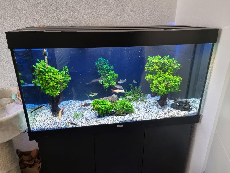 Aquarium zu verschenken in BadenWürttemberg Friedrichshafen Zu