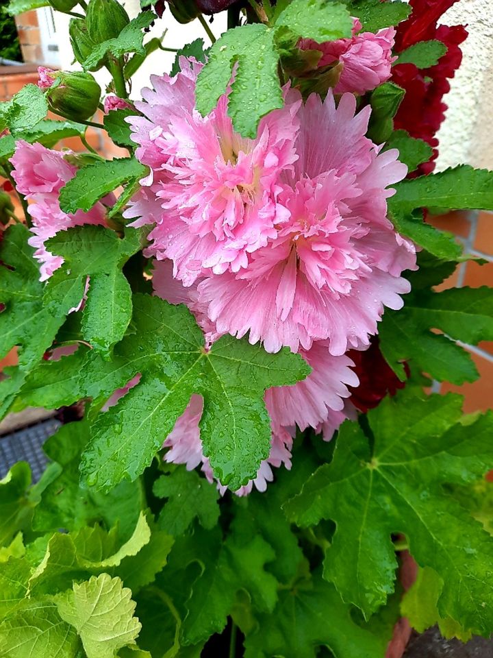 20 Samen Stockrose rosa gefüllt in Berlin