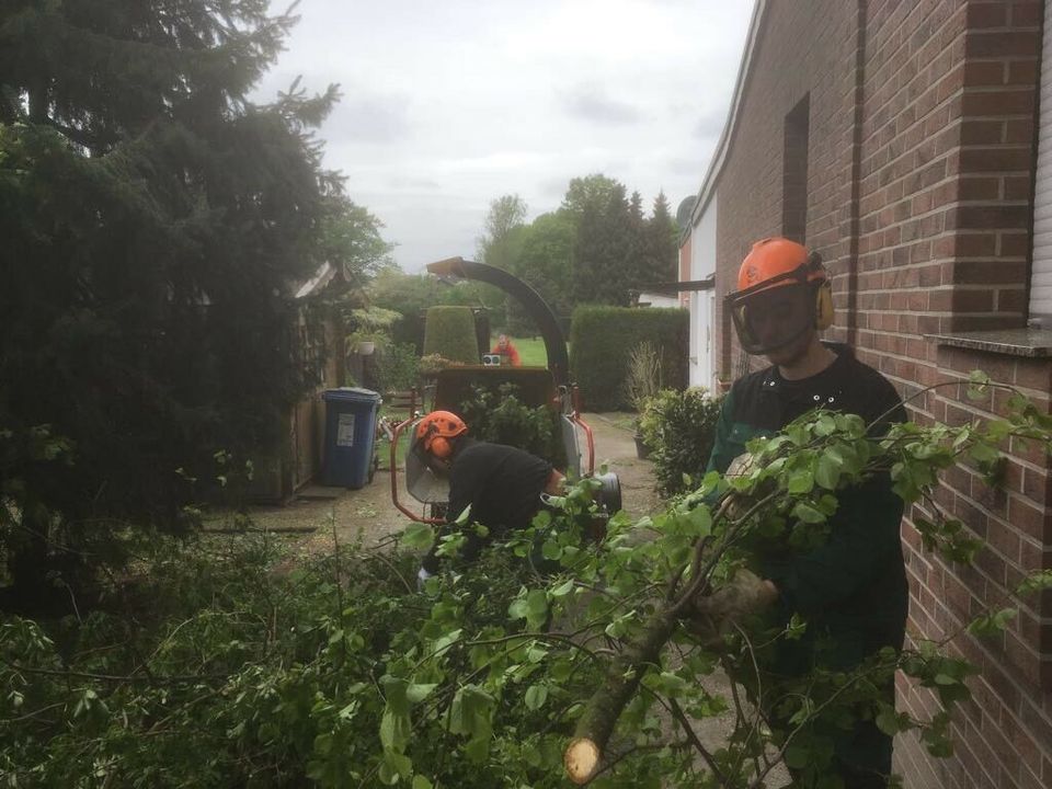 Bäume Fällungen, Baumfällung,  Wurzel fräsen, Hecke schneiden. in Essen