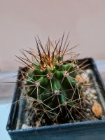 Echinocereus roemeri Saarbrücken-West - Klarenthal Vorschau