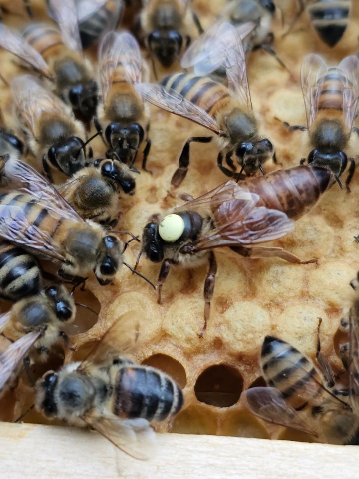 Bienenkönigin, Buckfastweiseln , Bienen in Schwedt (Oder)