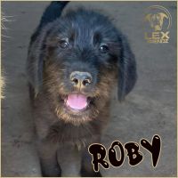 Roby - Schnauzer Mix - ca. 4 Monate Bayern - Schliersee Vorschau