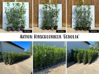 Kirschlorbeer 'Genolia' - Aktion 120-200cm | Bayernhecke' Bayern - Wasserburg am Inn Vorschau