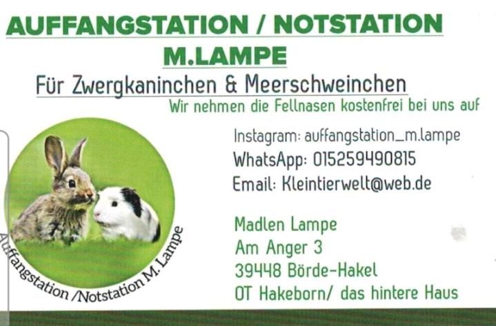 ‼️ NOTSTATION vermittelt MEERSCHWEINCHEN, jung bis alt ‼️ in Hakeborn