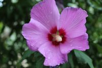 großer Hibiskus Roseneibisch Freiland Strauch Pflanze Sichtschutz Sachsen - Weinböhla Vorschau