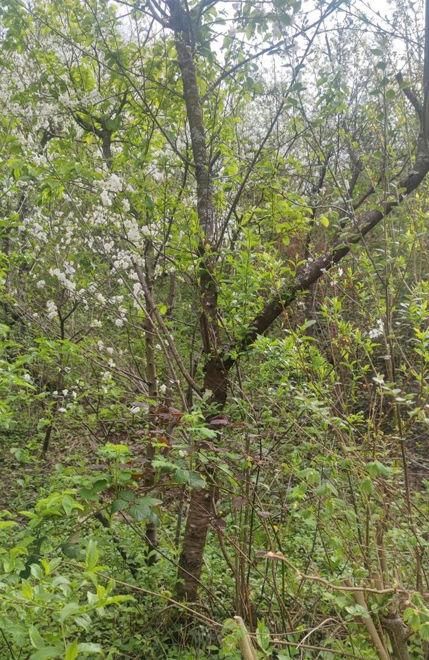 Sauerkirsche Kirsche Baum ca 350 cm Kirschbaum in Saarbrücken