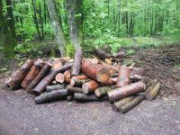 Brennholz gemischt 5 Ster Rheinland-Pfalz - Hauenstein Vorschau