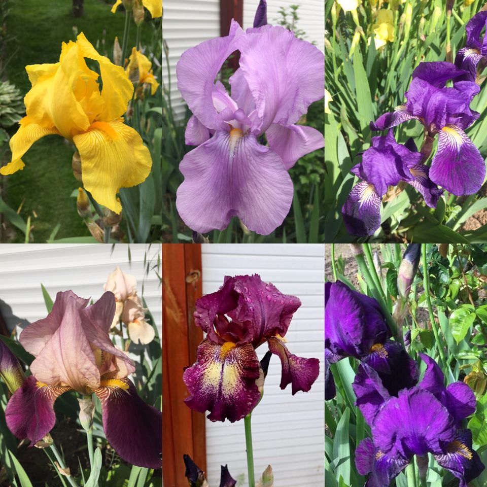 schwertlilie Iris Edeliris Bartiris tolle Farben in Neustadt an der Weinstraße