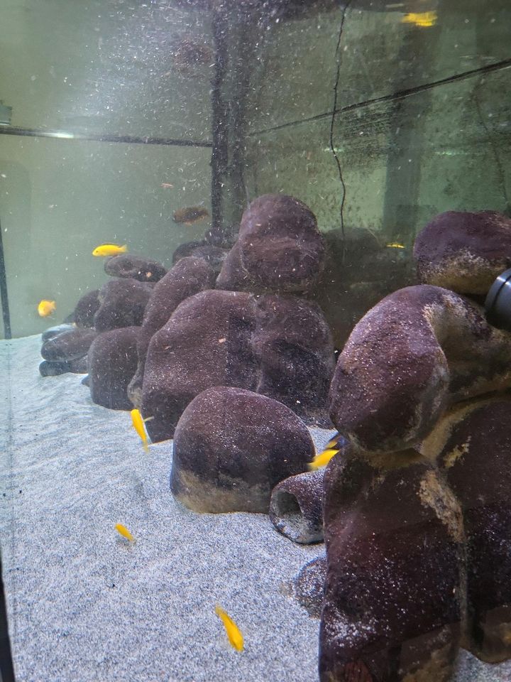 Kunststeine, Kunstfelsen Aquarium ca. 50 Stück in Mülheim (Ruhr)