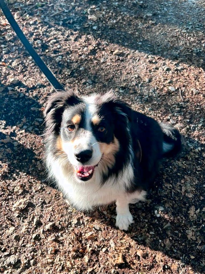 Hundebetreuung Königstein im Taunus in Königstein im Taunus