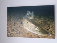 Leinwand Schildkröte, Anemonenfisch, Hecht, Stör, Qualle Nürnberg (Mittelfr) - Leyh Vorschau