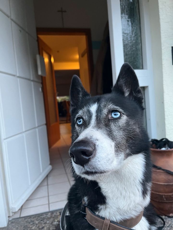 Reinrassiger husky rüde in Aschaffenburg