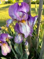 Schwertlilie Iris 1 Rhizome Frühlingskleid Niedersachsen - Rehburg-Loccum Vorschau