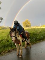 Reitbeteiligung gesucht (Reiterin sucht Pferd) Nordrhein-Westfalen - Ahlen Vorschau