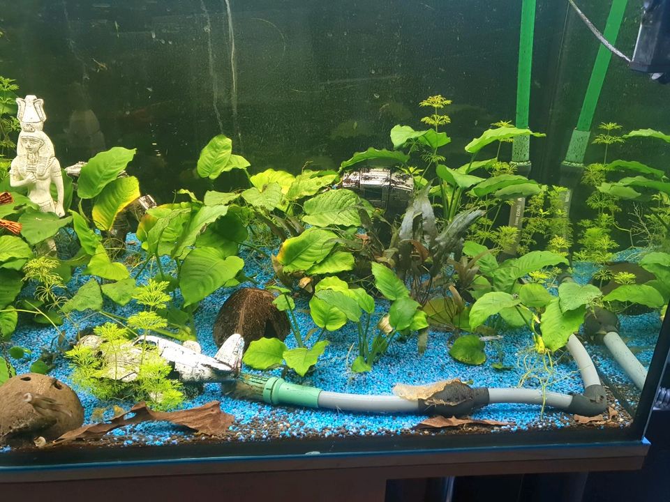 Aquarium Pflanzen Anubias in Stuttgart