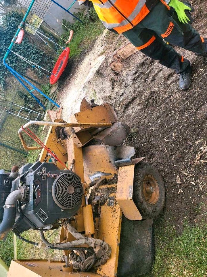 Wurzelfräsen, Wurzelstock entfernen, Stubbenfräse, Baumstumpf in Weilerswist