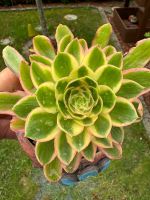 Aeonium Cyan Lotus - Variegated- Sukkulenten Baden-Württemberg - Gottmadingen Vorschau