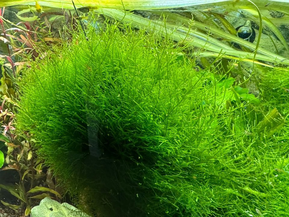 Java Moos Aquarium Pflanze in Weiterstadt